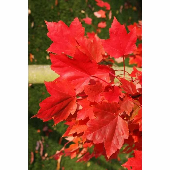 Acer × freemanii 'Morgan' | 12L Pot | 150-180cm | By Frank P Matthews - Image 2