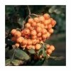 Sorbus 'Croft Coral' | Rowan Tree | 12L Pot | 150-180cm | By Frank P Matthews