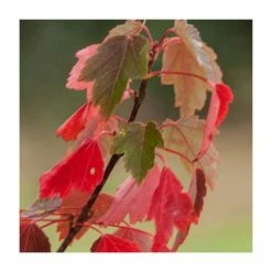 Acer rubrum 'Sun Valley' | Red Maple Tree | 12L Pot | 150-180cm | By Frank P Matthews