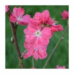 Prunus persica ‘Terute Red’ | Flowing Peach Tree | 12L Pot | 150-180cm | By Frank P Matthews